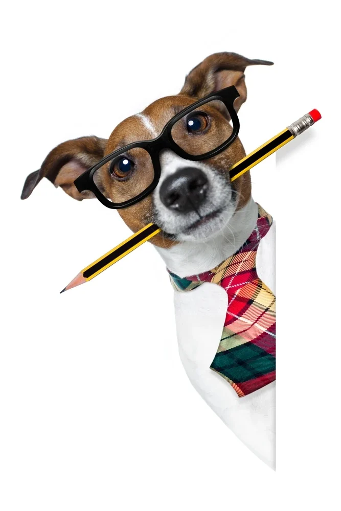 dia-llevar-perro-trabajo