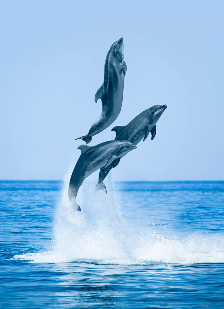 dia-mundial-de-las-ballenas-y-los-delfines