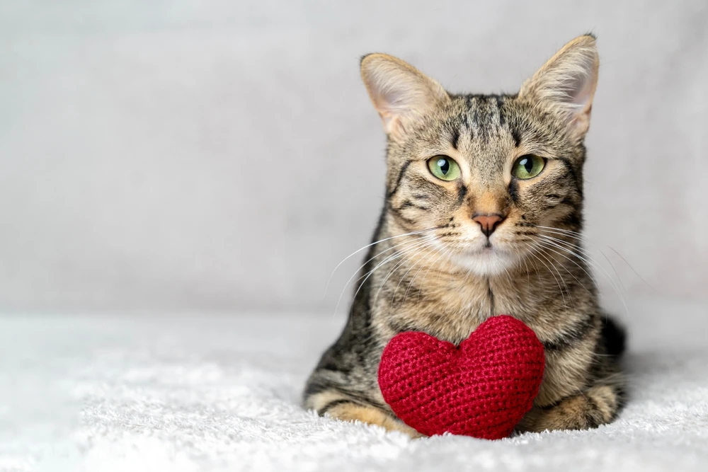 dia-mundial-del-gato-autovias