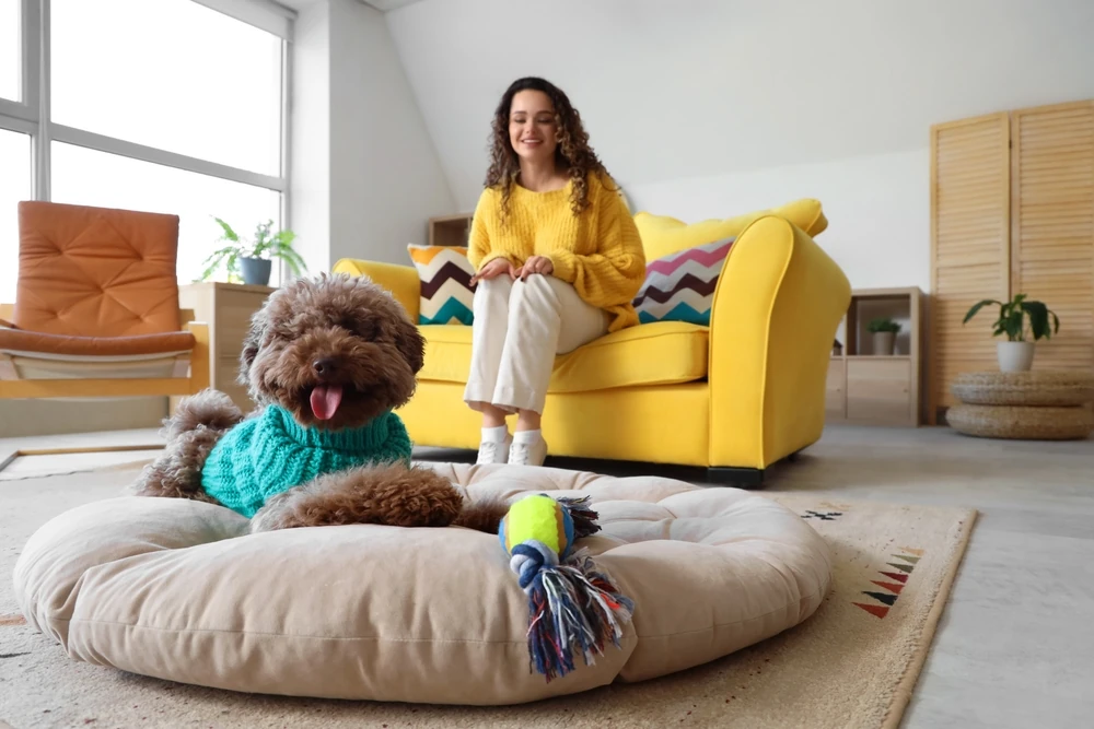 Celebra el Día Mundial de Amar a tu Mascota viajando por México. Consejos de transporte en autobús y los mejores parques en CDMX, Guadalajara y Morelia.