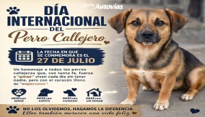 dia-del-perro-callejero