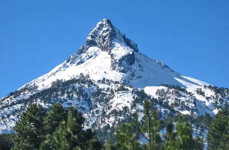 Cumbre nevada del volcán Nevado de Colima rodeada de árboles bajo un cielo despejado.