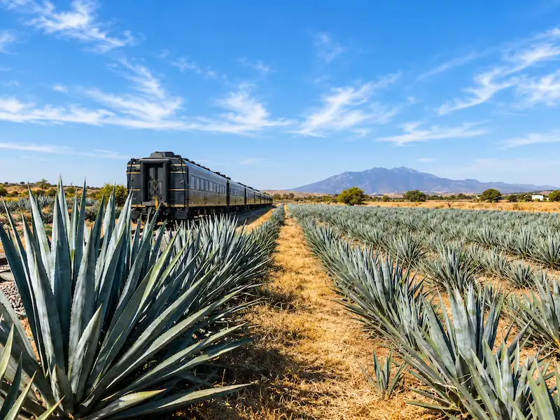 Tren turístico transitando junto a extensos campos de agave azul con montañas al fondo.