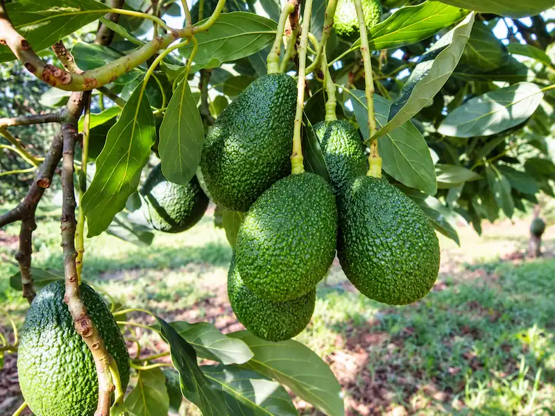 Racimo de aguacates Hass maduros colgando de las ramas de un árbol en una huerta.